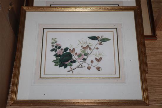 Five Chinese pith paintings, four of birds and two of fish
